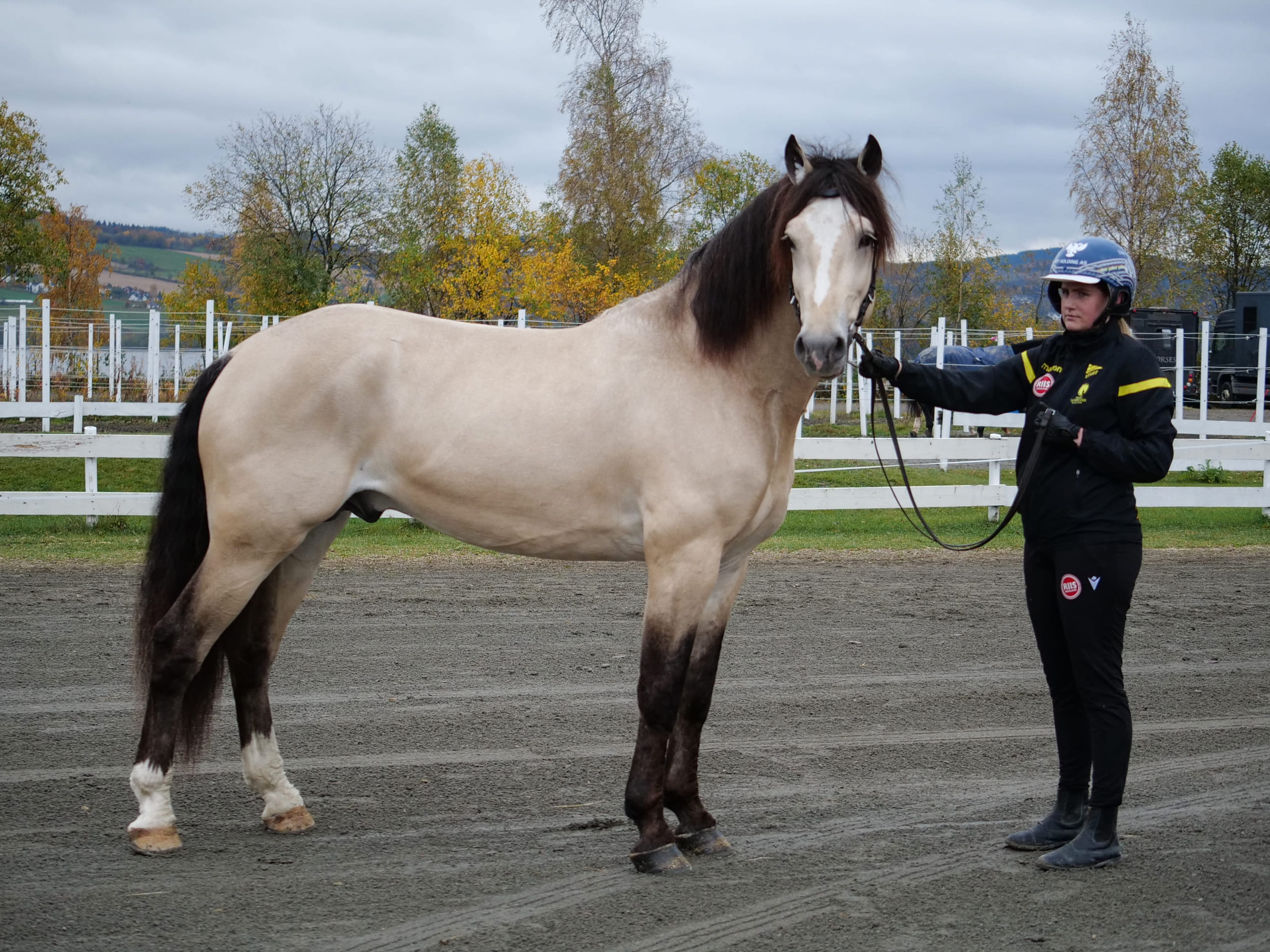 Tangen Bork på kåring på Biri høsten 2021. Foto: Norsk Hestesenter