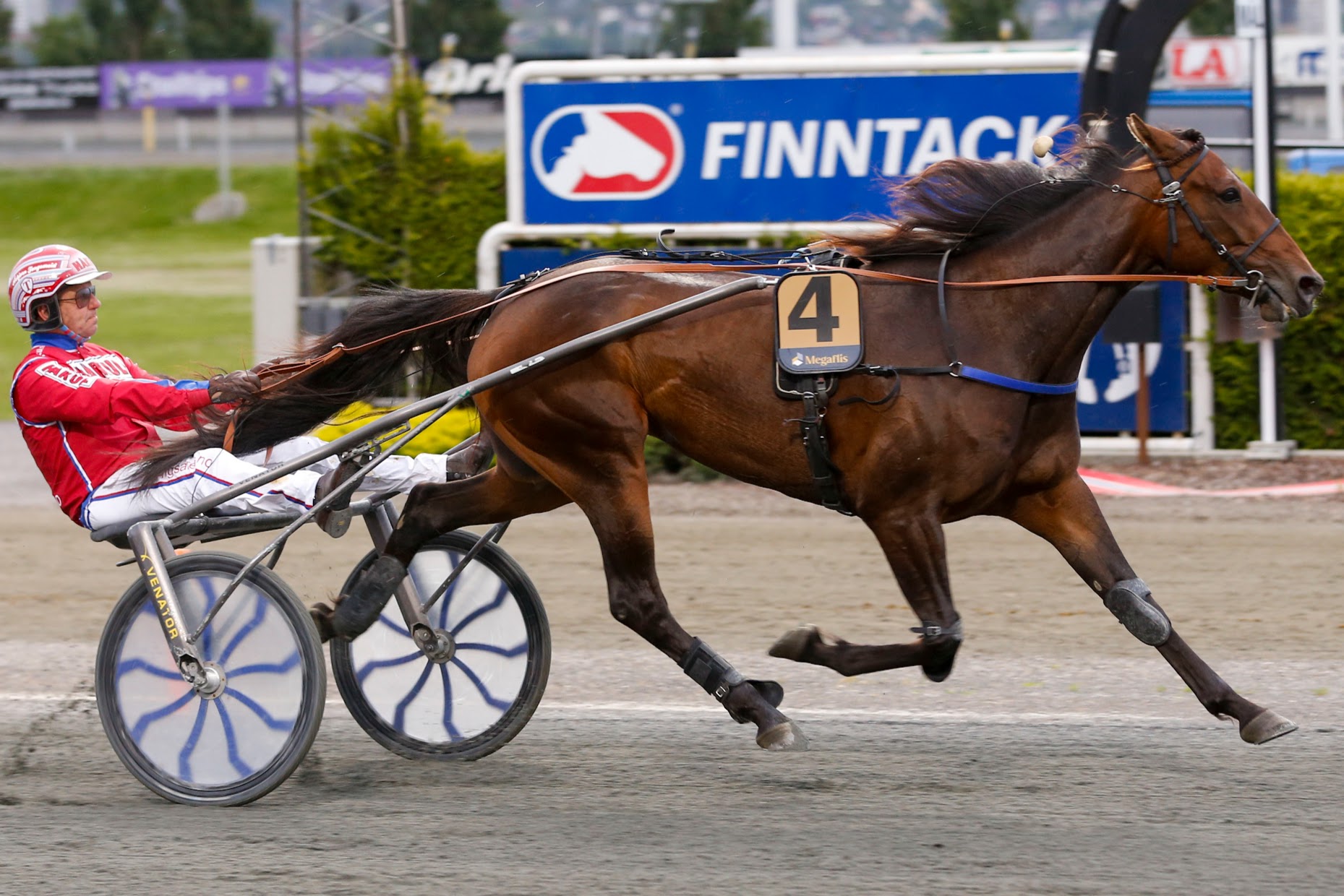 Miss Pepper har hatt et fantastisk meeting med tre triumfer. Foto: hesteguiden.com