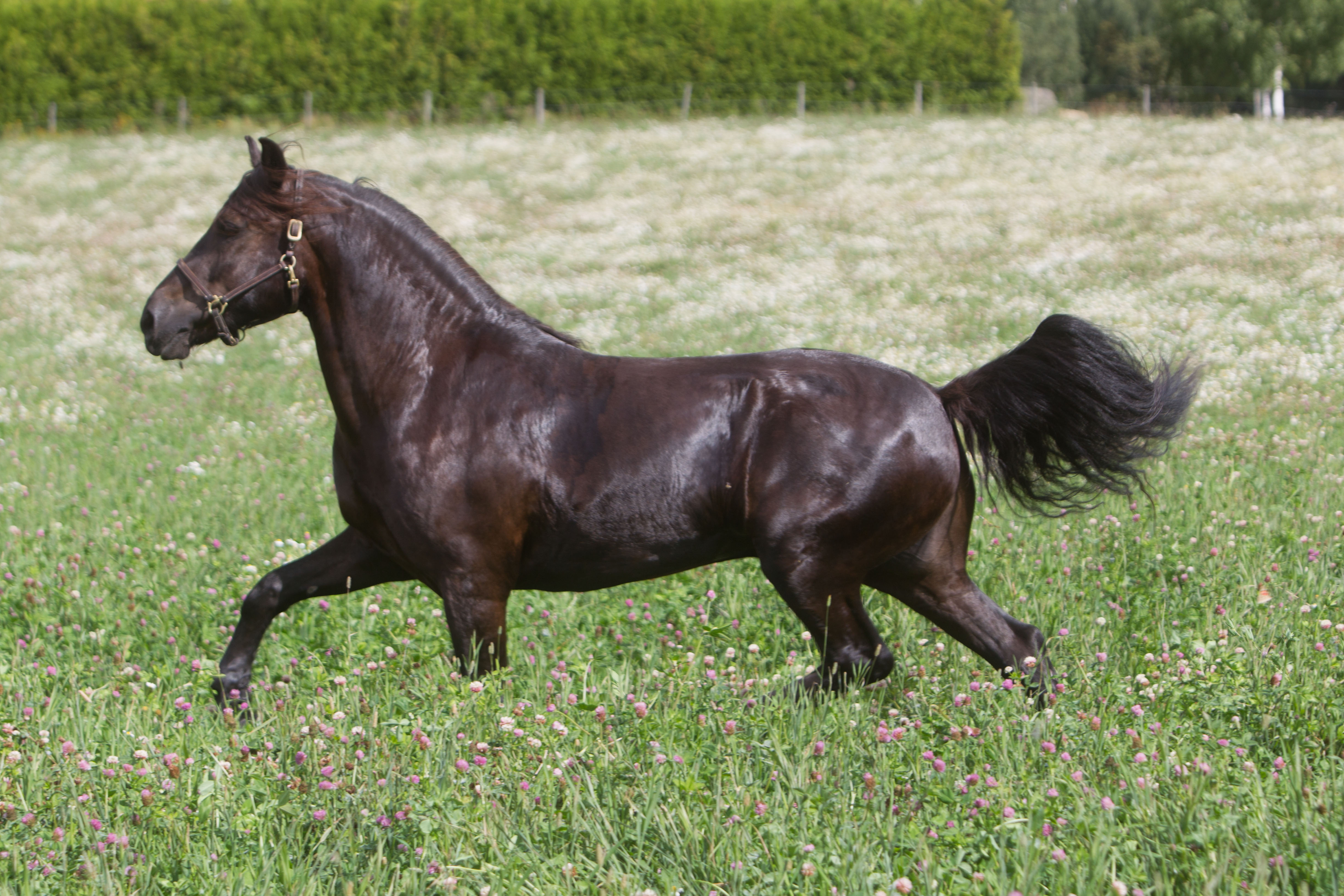 Foto: Hesteguiden.com