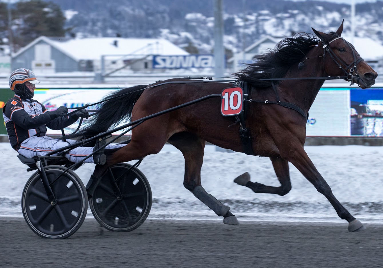 Ingen hester har sanket flere poeng i Vinterserien V75 enn hesten på bildet; Secret Snap. Foto: hesteguiden.com