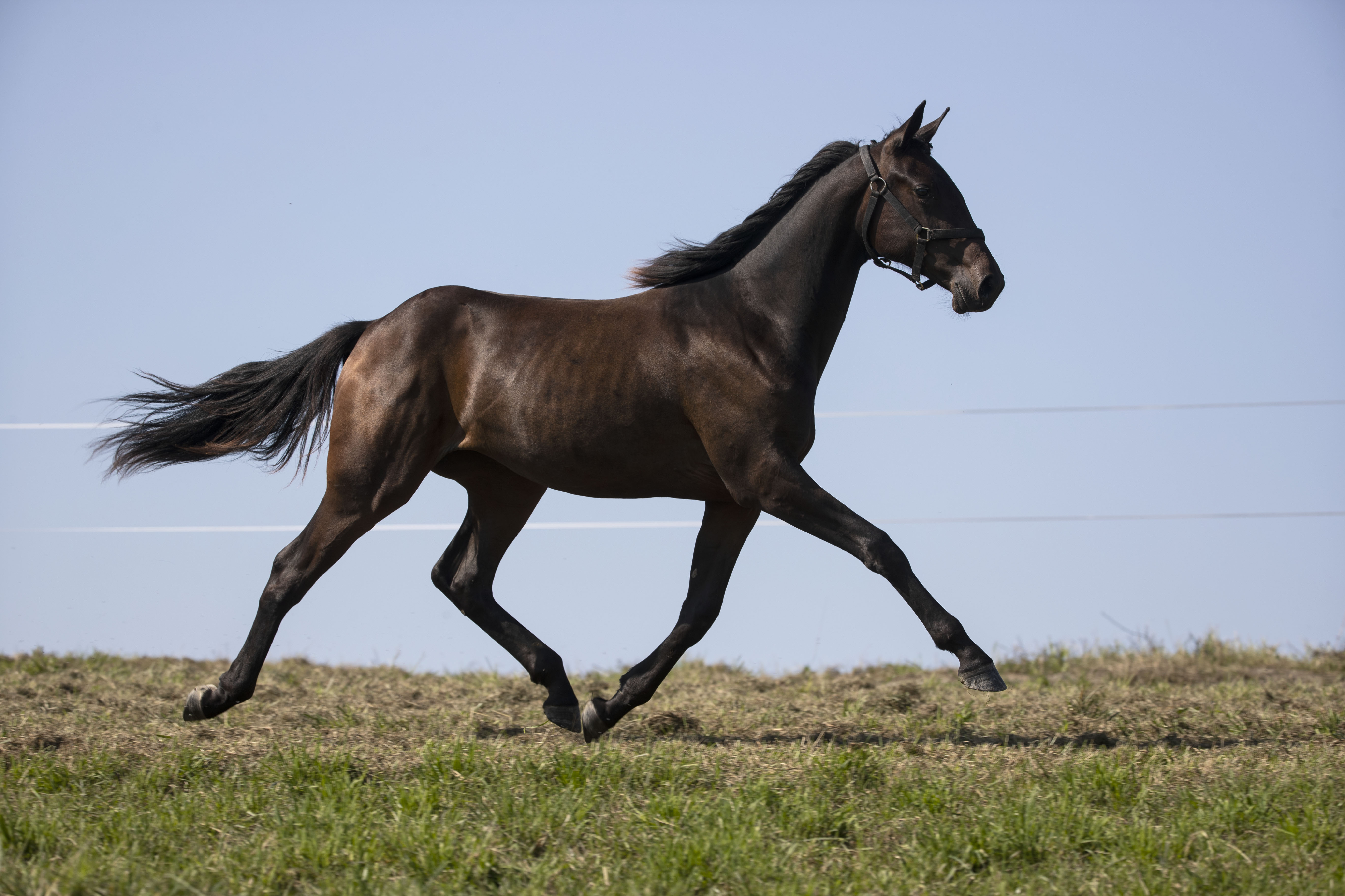 Over 100 spennende åringer stiller på årets Klasseløpsauksjon! Foto: Hesteguiden.com