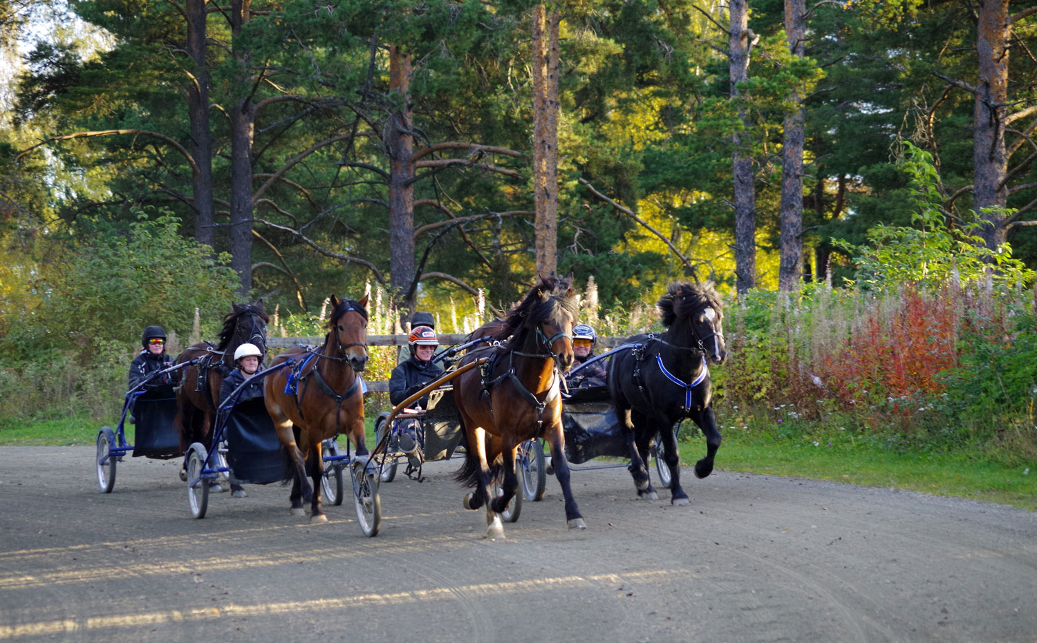 Foto: Norsk Hestesenter